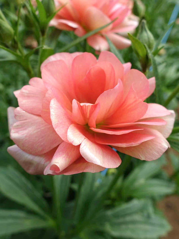 Ranunculus Butterfly Eris