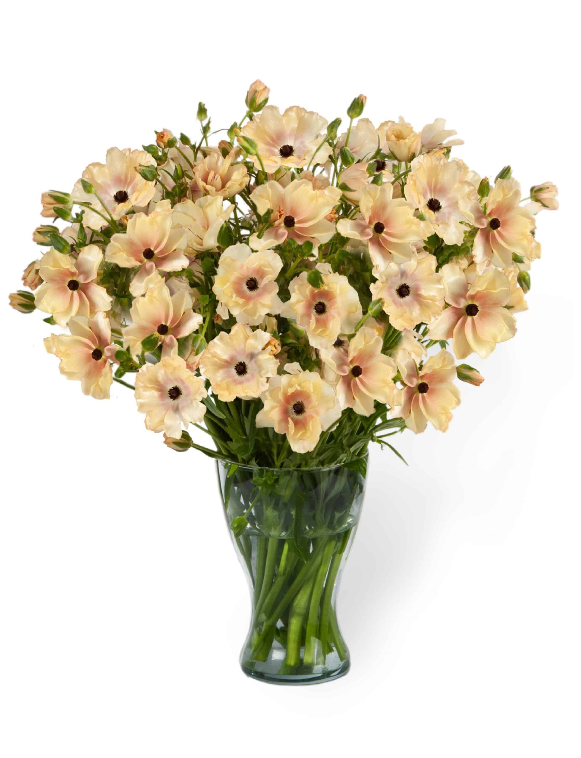 Ranunculus Butterfly™ Hestia | DutchGrown™