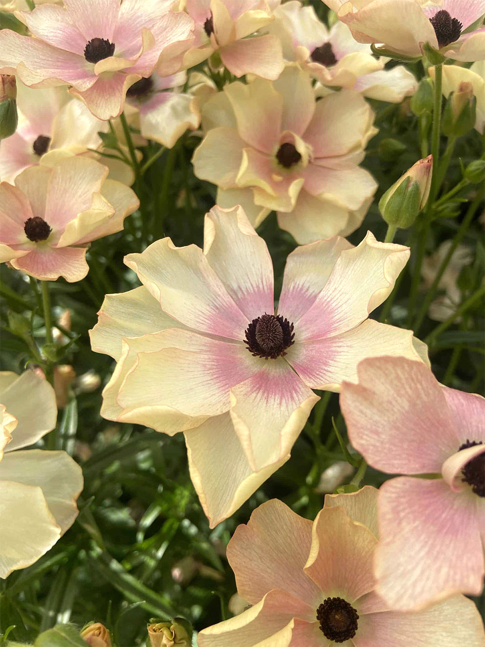 Hd Butterfly Ranunculus Ranunculus Butterfly™ Hestia | DutchGrown™