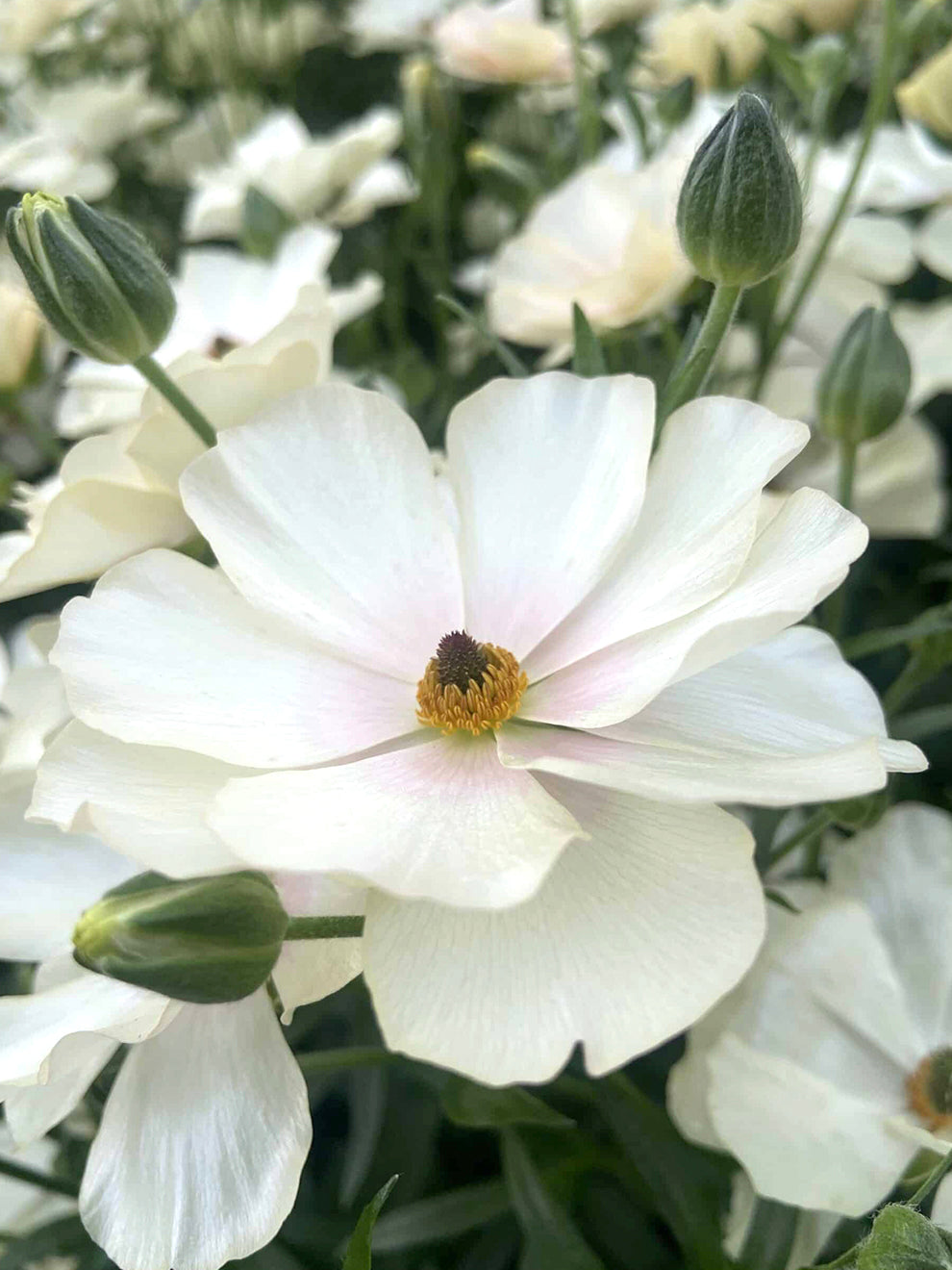Star Ranunculus Ranunculus Butterfly™ Keramos | DutchGrown™