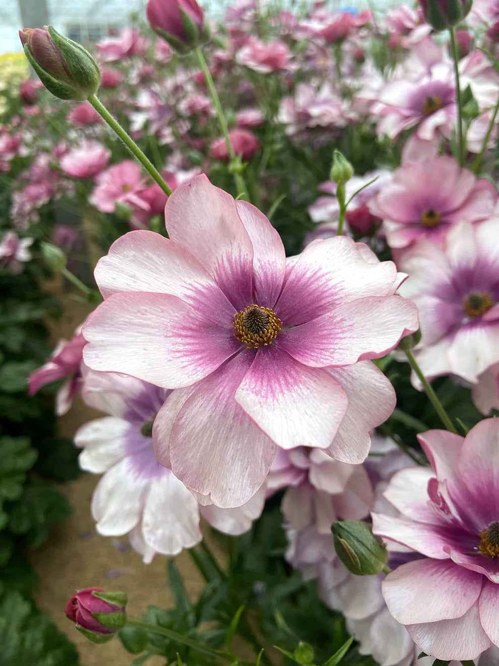 Butterflies Ranunculus Dark Purple Butterfly Ranunculus