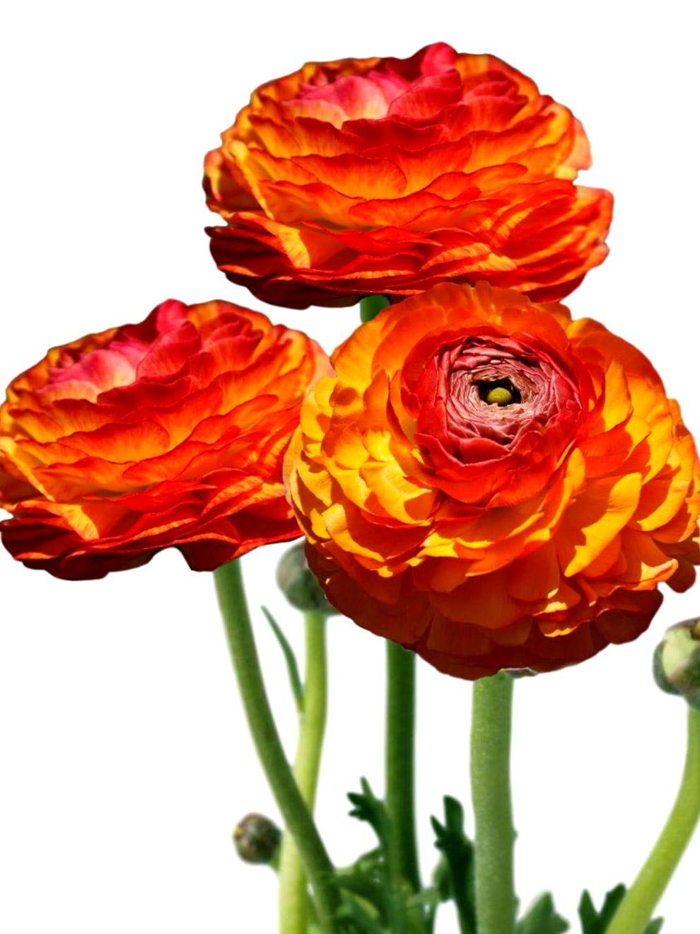Fall Ranunulus Orange Ranunculus Flamenco Bulbs | DutchGrown™