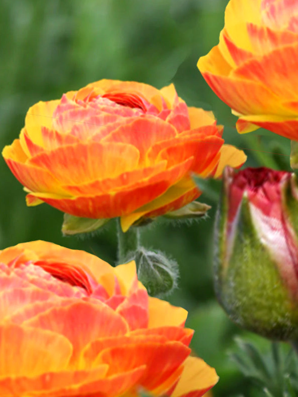 Orange Ranunculus Flamenco Bulbs | DutchGrown™