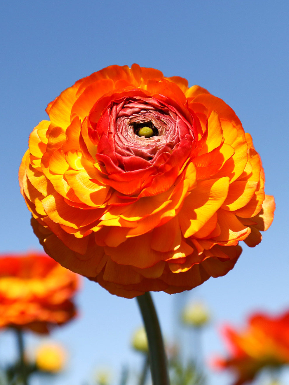 Orange Ranculus Orange Ranunculus Flamenco Bulbs | DutchGrown™