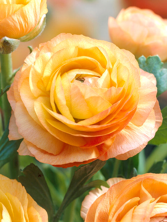 Ranunculus Gold