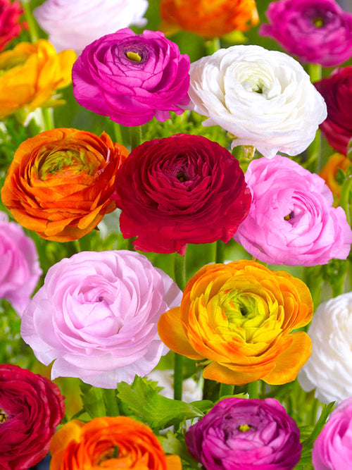 Ranunculus Bulbs Mixed Colors