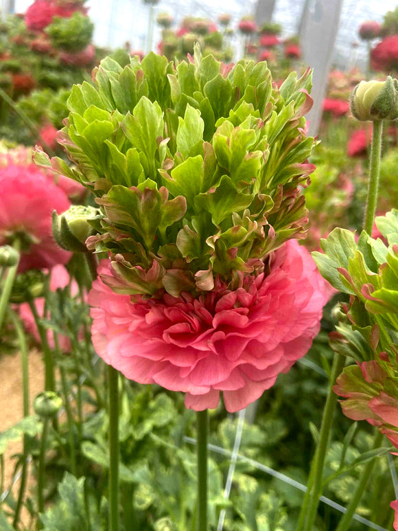 Ranunculus Crown Sisteron®