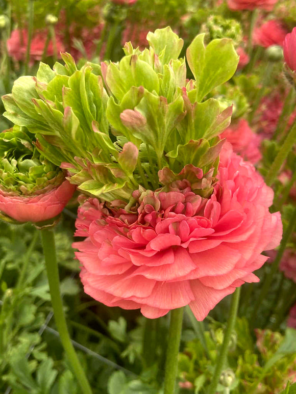 Ranunculus Crown Sisteron®