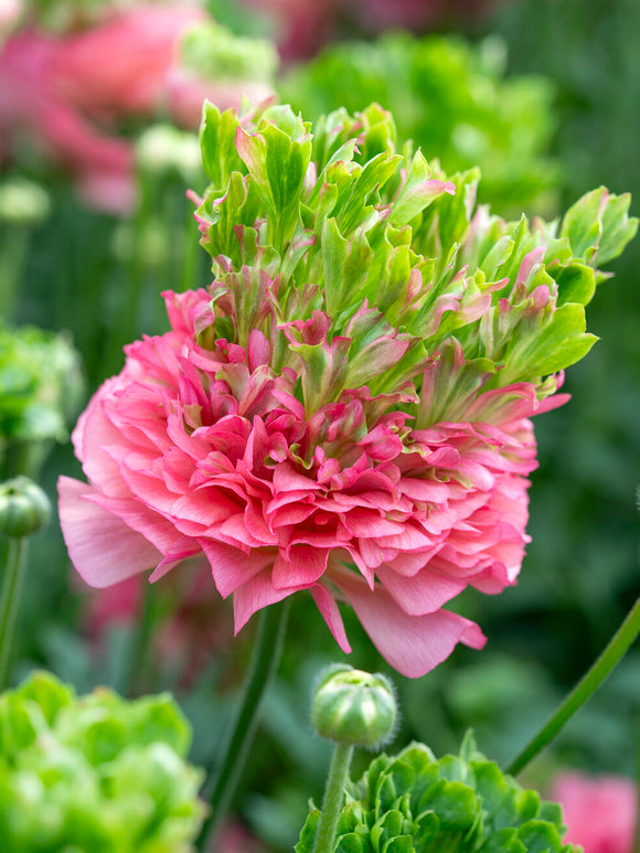 Ranunculus Crown Sisteron®