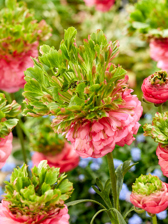 Ranunculus Crown Sisteron®