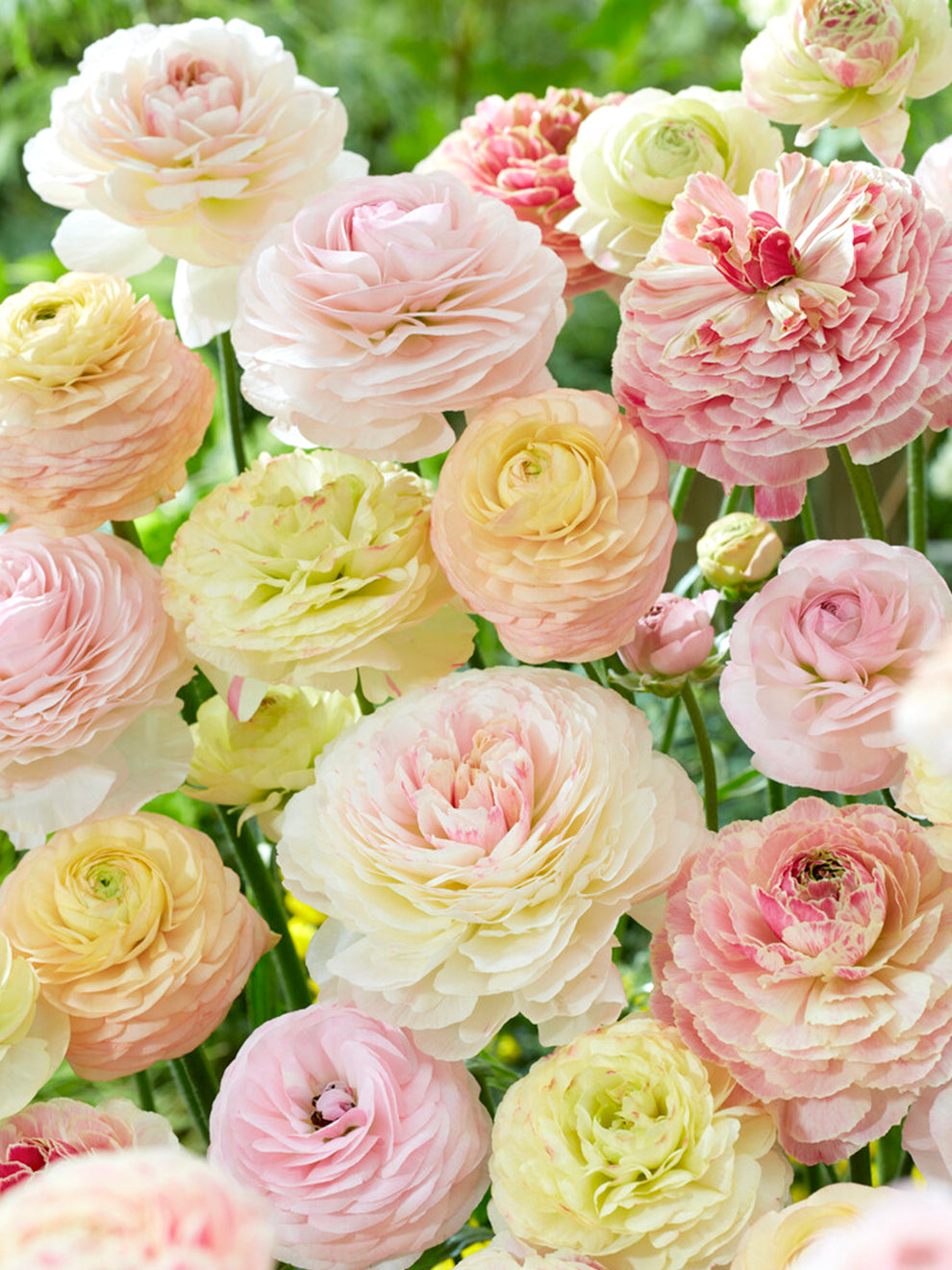 Fall Ranunulus Ranunculus Pastel Bulbs | DutchGrown™