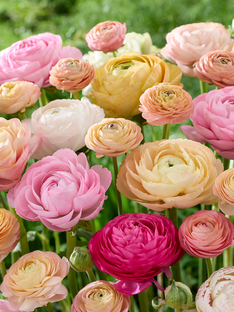 Pauline Ranunculus Ranunculus Pauline Pastel | DutchGrown™