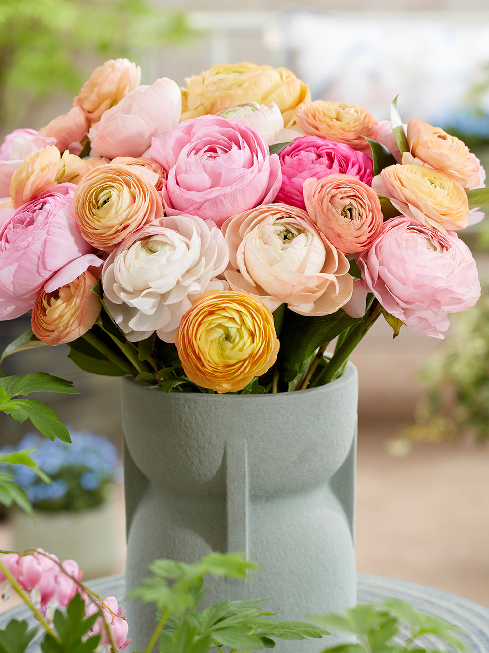 Pauline Ranunculus Ranunculus Pauline Pastel | DutchGrown™