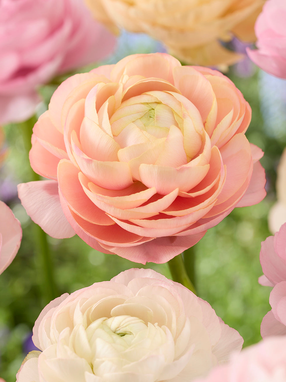 Pauline Ranunculus Ranunculus Pauline Pastel | DutchGrown™