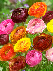 Ranunculus Picotee Mix