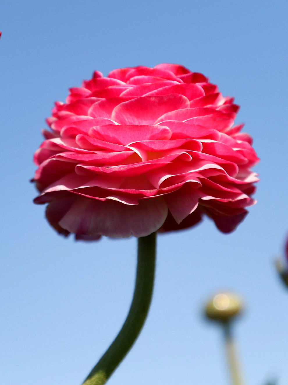Ranunculus Pink Flower Bulbs | DutchGrown™