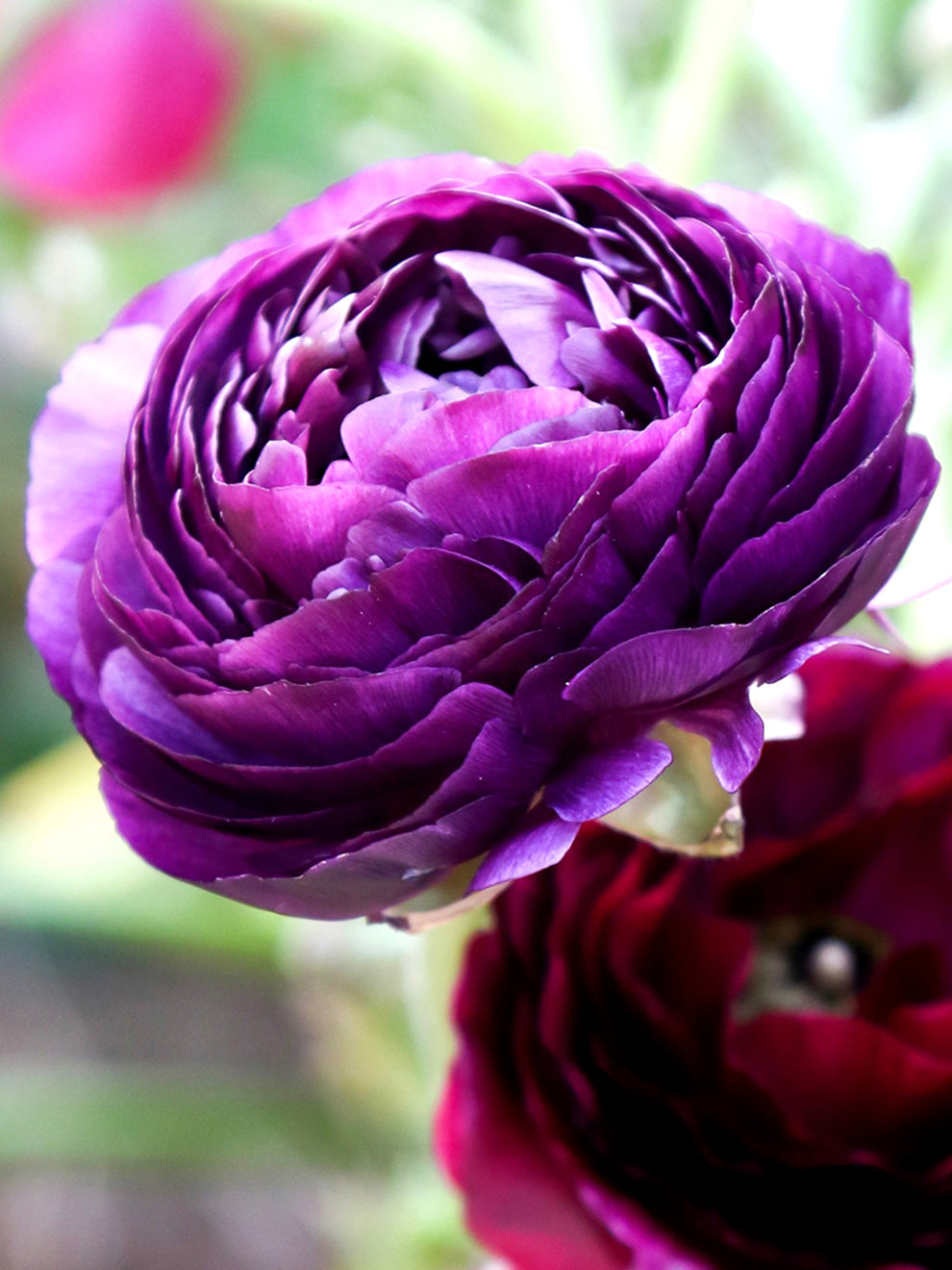 Urple Ranunculus Purple Ranunculus - Ranunculus Bulbs | DutchGrown™