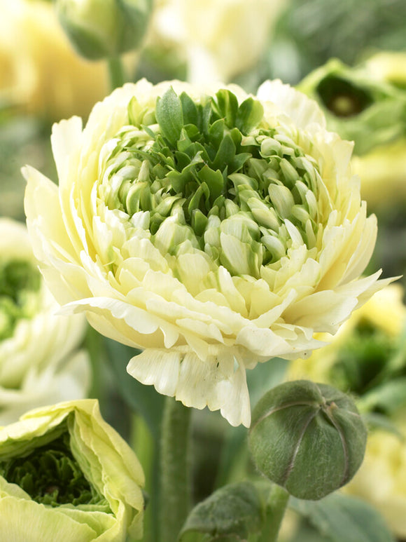 Ranunculus Reinette Cream