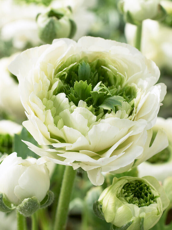 Ranunculus Reinette Cream