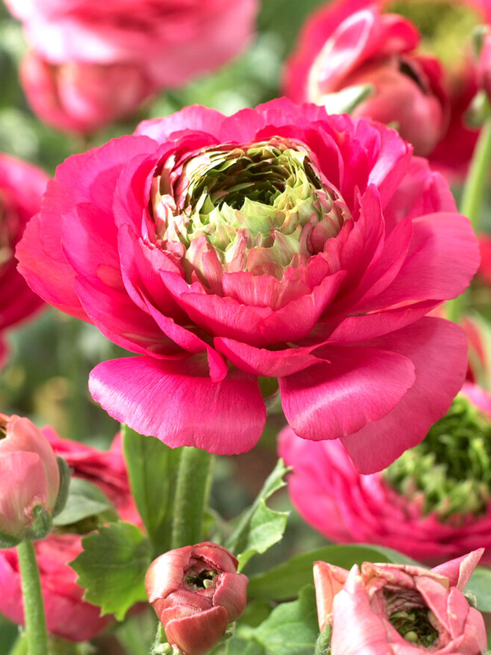 Pink Ranunculus Detail Ranunculus Reinette Pink | DutchGrown™