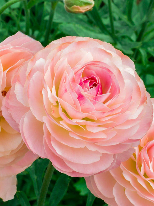 Ranunculus Romance™ Ferrand