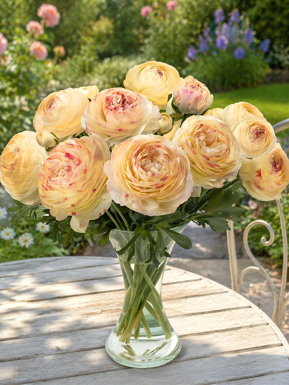 seeds & bulbs rose Ranunculus Romance Hydra Bulbs, Salmon - 5 Bulbs