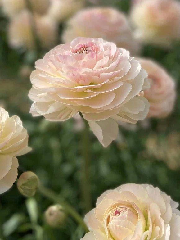 Ranunculus Romance™ Maritime