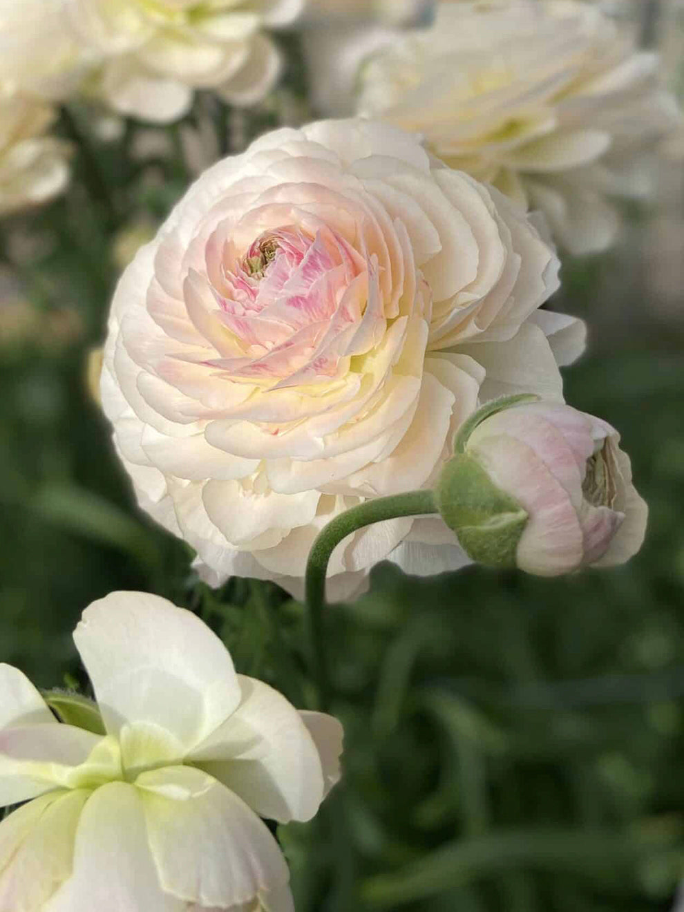 Closed Ranunculus Ranunculus Romance™ Maritime | DutchGrown™ | Unique Ranunculus Bulbs