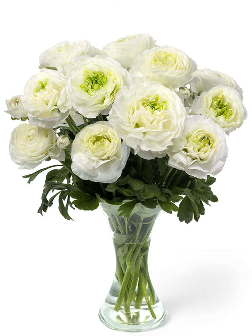 Ranunculus Romance™ Montenvers