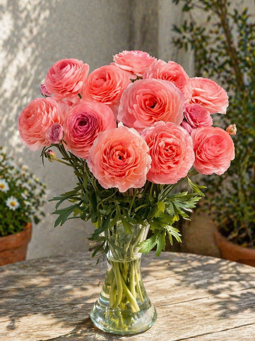 Nohant Ranunculus Ranunculus Romance™ Nohant | DutchGrown™ | Unique Ranunculus Bulbs