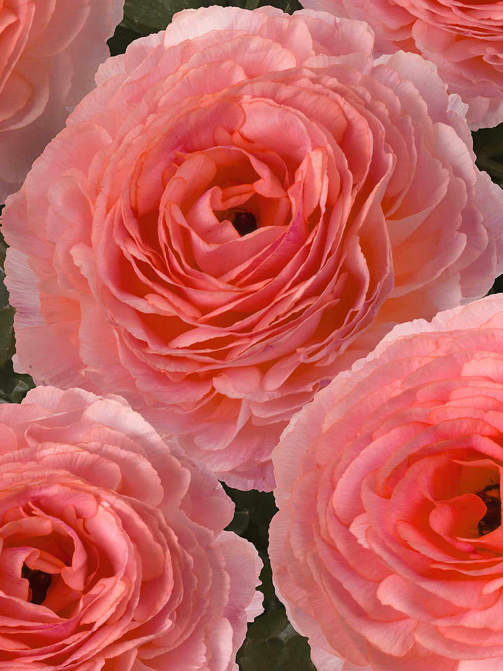 Nohant Ranunculus Ranunculus Romance™ Nohant | DutchGrown™ | Unique Ranunculus Bulbs