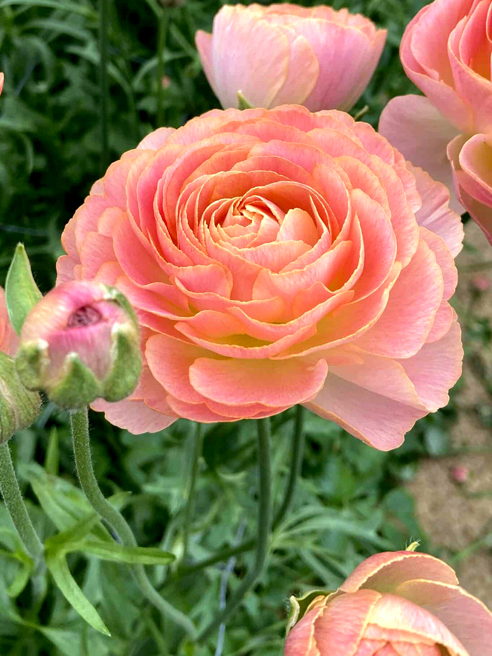 Closed Ranunculus Ranunculus Romance™ Nohant | DutchGrown™ | Unique Ranunculus Bulbs