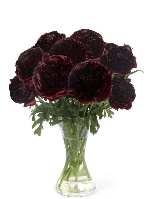 Ranunculus Romance Perigord®