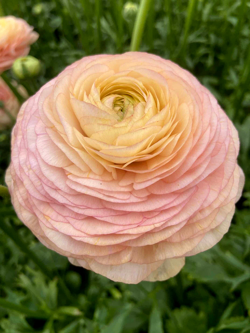 Closed Ranunculus Ranunculus Romance™ Salerno | DutchGrown™ | Unique Ranunculus Bulbs