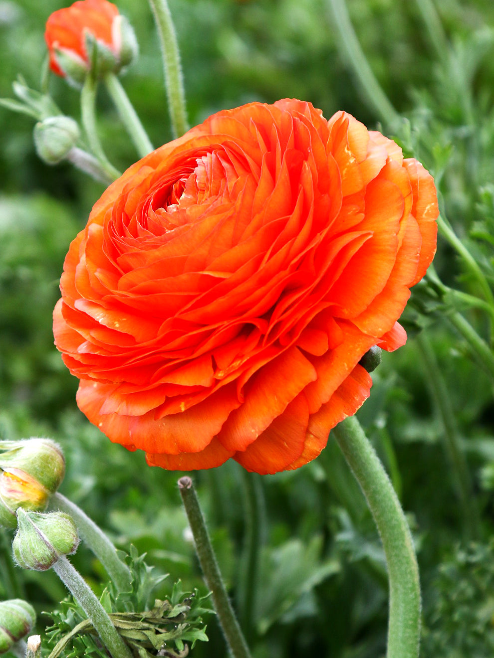 Fall Ranunulus Ranunculus Sunset Bulbs | DutchGrown™