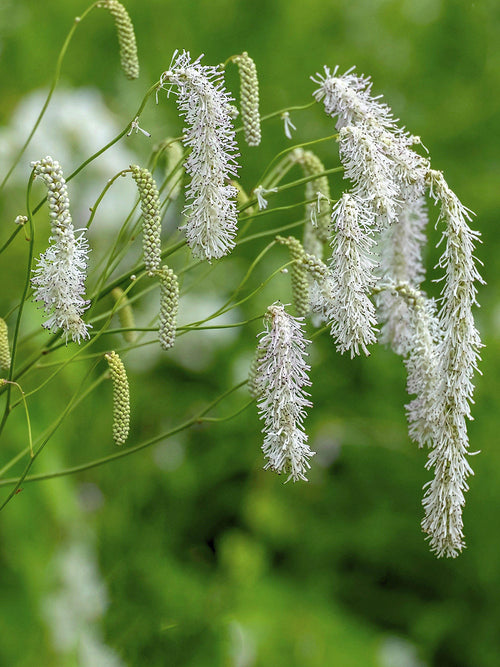 Sanguisorba Albiflora (Great Burnet)