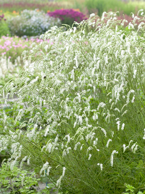 Sanguisorba Albiflora (Great Burnet)