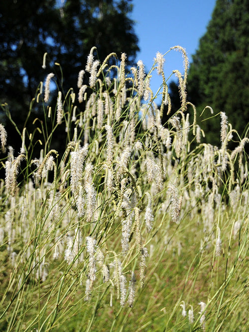 Sanguisorba Albiflora (Great Burnet)