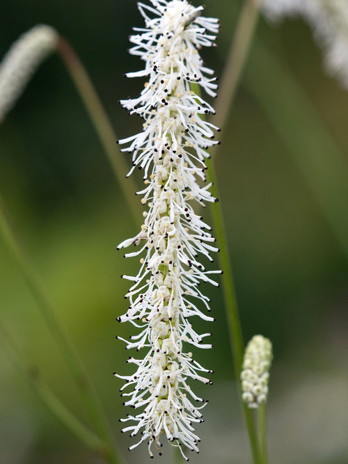 Sanguisorba All Time High (Great Burnet)