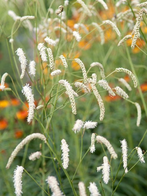 Sanguisorba All Time High (Great Burnet)