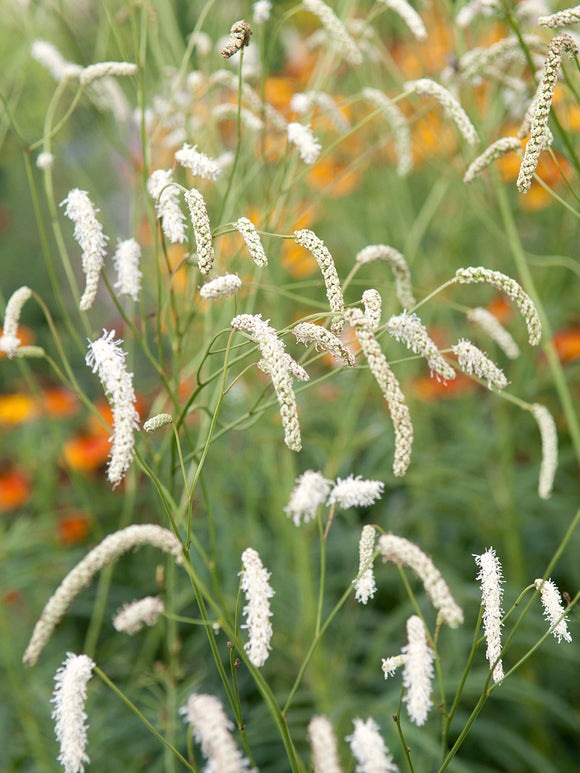 Sanguisorba All Time High (Great Burnet)