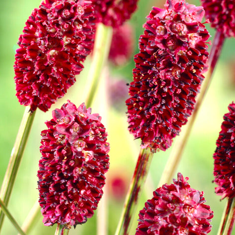 Sanguisorba (Great Burnet)