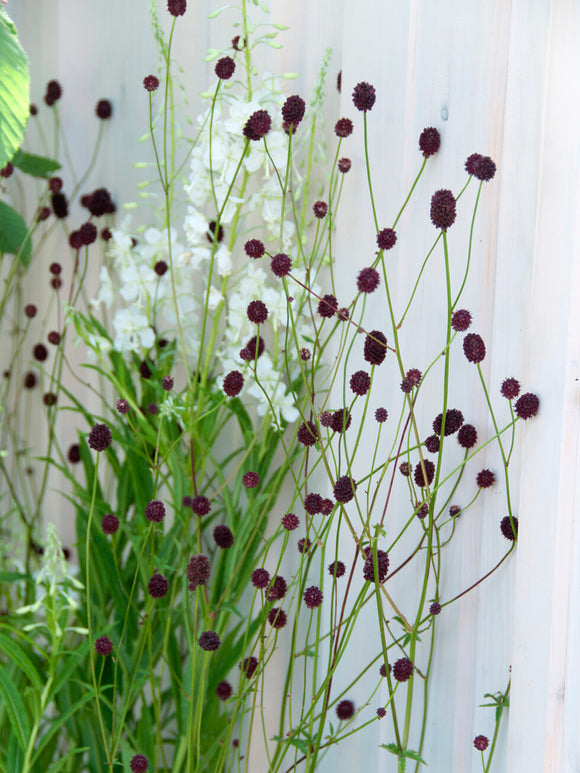 Sanguisorba Chocolate Tip (Great Burnet)
