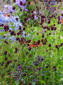 Sanguisorba Chocolate Tip (Great Burnet)