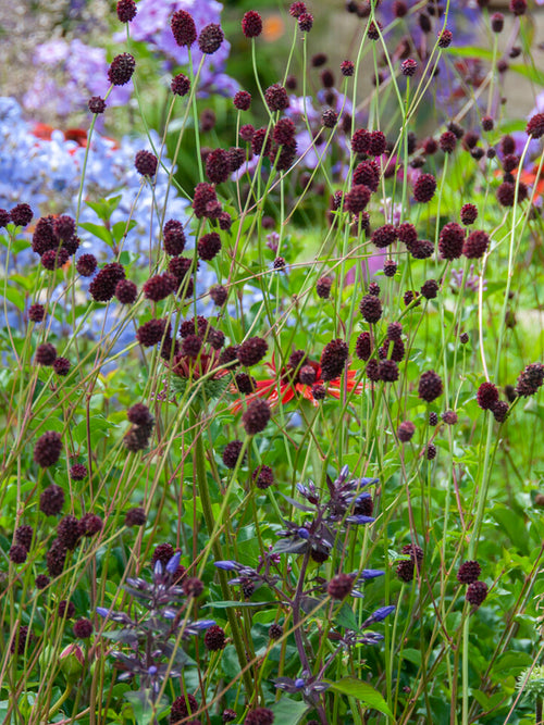 Sanguisorba Chocolate Tip (Great Burnet)