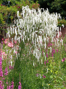 Sanguisorba Korean Snow (Great Burnet)