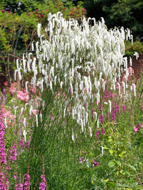 Sanguisorba Korean Snow (Great Burnet)