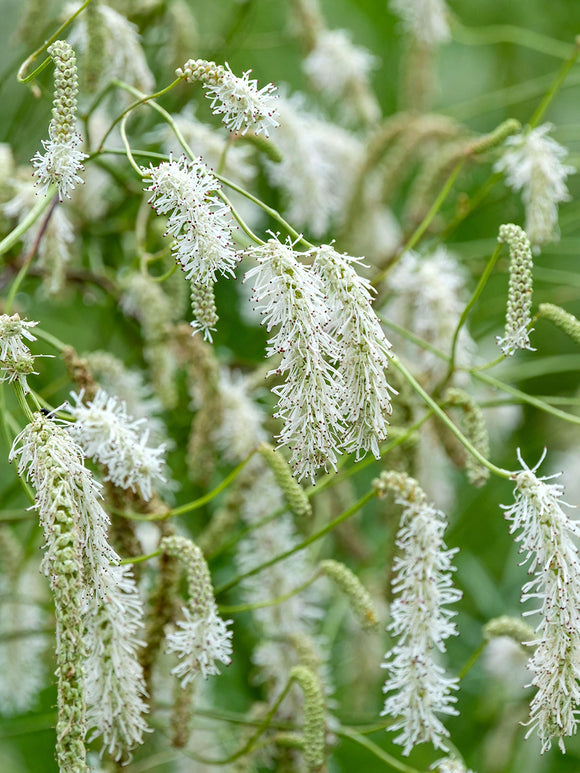Sanguisorba Korean Snow (Great Burnet)