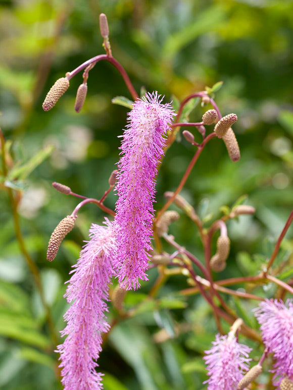 Sanguisorba Lilac Squirrel (Great Burnet)