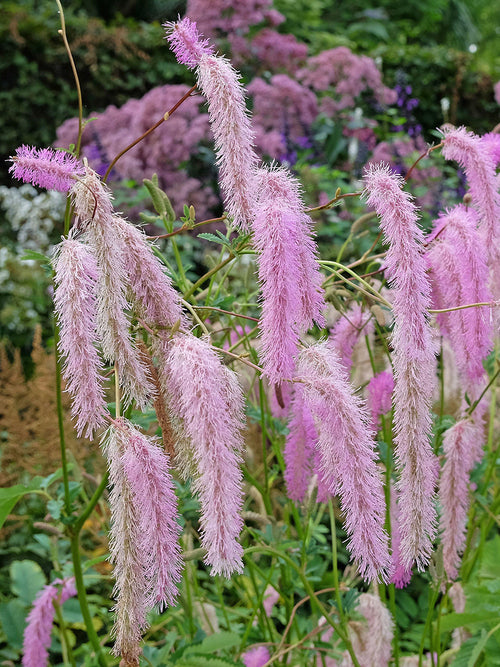 Sanguisorba Lilac Squirrel (Great Burnet)